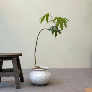 우트 oott 황칠 나무 키우기 집 꾸미기 화분 플랜테리어 카페 식물 개업 집들이 선물