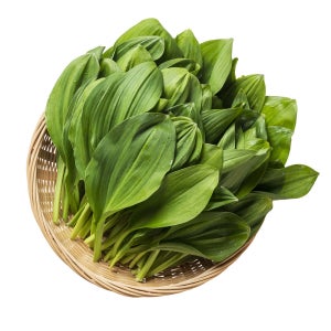 밭에서 바로 딴 경북 봉화 오지마을 산마늘(명이나물) 3kg, 1개