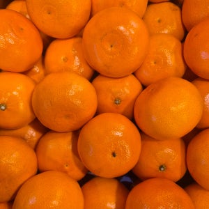 제주 중문 천혜향 황제감귤 실속형 가정용 대용량 고당도 13브릭스이상 5kg, 1개