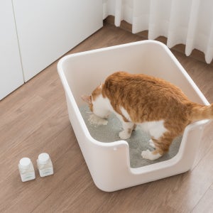 고양이 화장실 여름 필수품! 2+1  43%