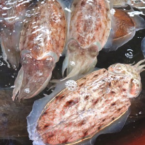 국내산 생물 갑오징어 1kg 통찜 숙회 볶음 용