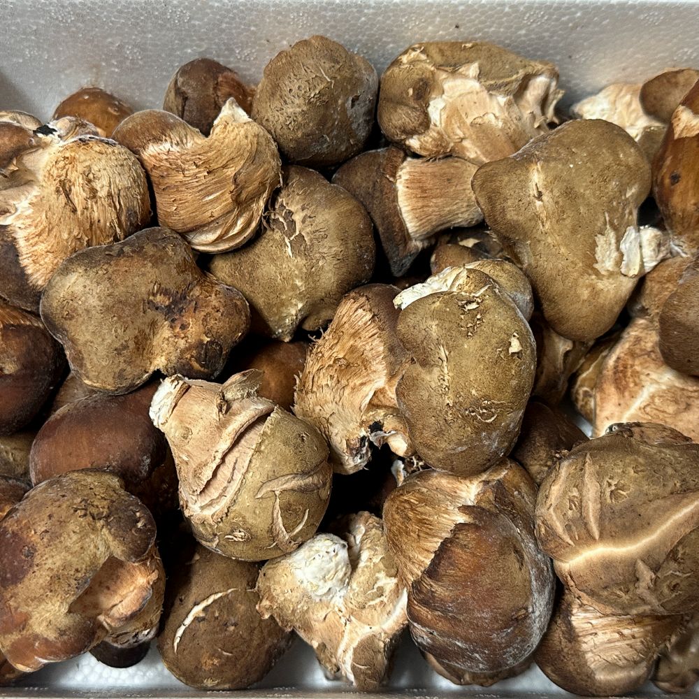 참송이버섯 500g 파지 (8,910원) (무료)