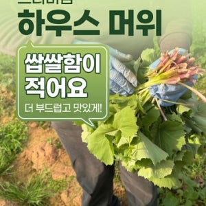 산지직송 머위나물 봄나물 머위순 생머위잎 하우스 머위 국내산 씽그런마켓 4kg, 1개