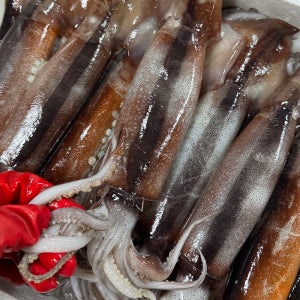 국내산 태안 신진도 오징어 15미 손질 급냉 생물 초코오징어