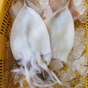 국내산 손질 오징어 750g 냉동 생물 개별포장 요리용 찌개 볶음 반찬용 세척오징어