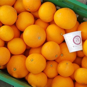 제주 청견 3kg 5kg 10kg 오렌지 감귤 밀감