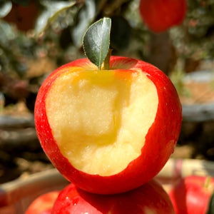 사과 꿀 사과 부사 못난이 흠집 햇사과 8kg 10kg