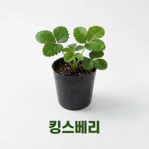 킹스베리 딸기 모종 2개 대과종 딸기 재배용