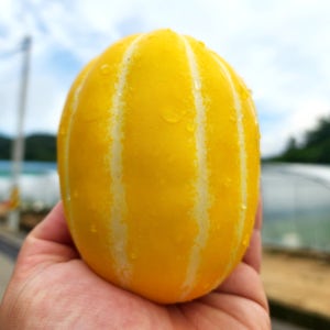 성주참외 5kg 가정용 못난이 꼬마 성주부라더
