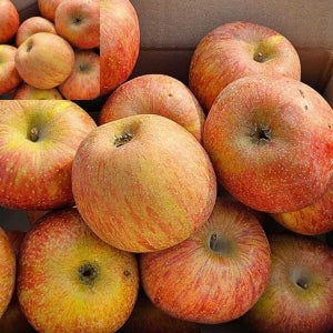 사과 못난이 10kg 부사 생과일 국내산 과일혼합품종 중량10kg (당뇨에좋은과일 찾을 때 추천하는 혈당 관리 식단)