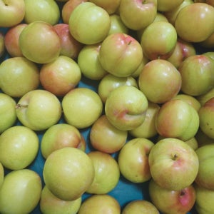 산지직송 국내산 경북 경산 하우스 자두 300g