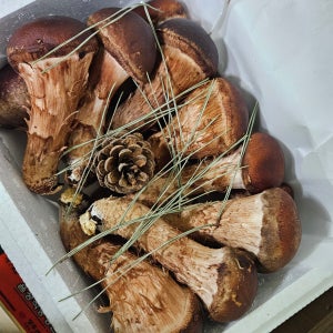 국산 참송이버섯 상품 고급선물세트 송이향 호국보훈의달 1kg