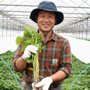 해남 꿀 고구마모종 베니하루카 호박고구마 밤고구마 고구마순 고구마 싹 1kg