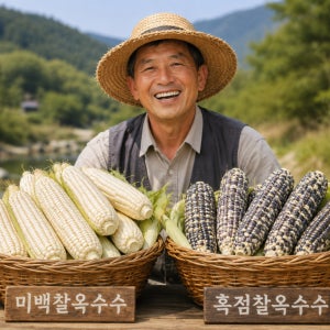강원도 홍천 찰옥수수 생 미백 20개 30개 50개 흑미 흑점 옥수수