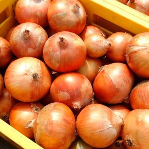 [산지직송] 26년 무안양파 싱싱한 조생 햇양파 9/10kg