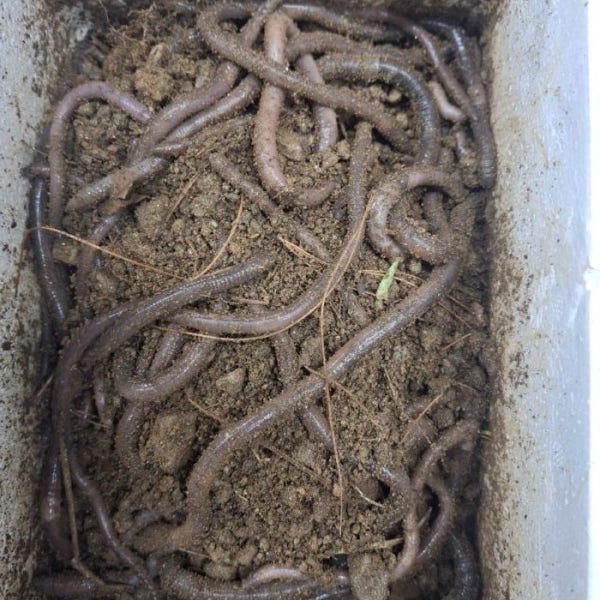 말지렁이 (특대/20cm 전후) 120마리 메기 장어 먹이용,낚시용