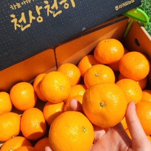 천상천하 제주 카라향 제철 고당도 감귤 택배 2.5kg 5kg