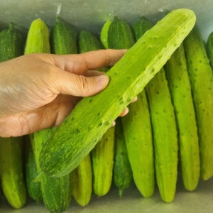 GAP 백다다기오이 특품 50개(10kg 내외)