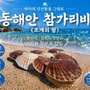 참가리비 대왕 동해안 국내산