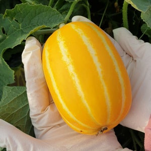 성주 꿀 참외 가정용 2kg