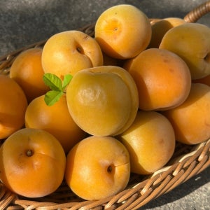 햇수확 산지직송 경북 영천 고당도 노지 살구 새콤달콤 과즙 풍부