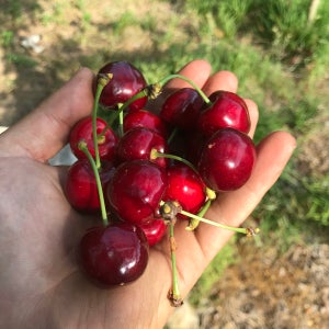 [더자람농장] 국내산 체리 (브룩스) 생과 산지직송 1kg, 1개