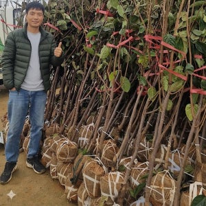 감나무묘목 큰 대봉감나무 묘목 4-5년생 결실주