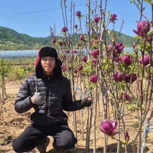 목련나무 제니 자목련 분묘 4년분묘 묘목 상묘 지니