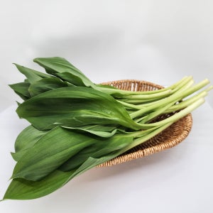 26년 강원도 명이나물 산마늘 명이장아찌용 생명이 봄나물 1kg 2kg 4kg