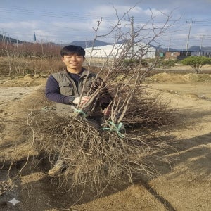 대추나무 묘목 사과대추 2년생 접목1년 특묘 다왕조오