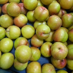 하우스 햇자두 자두2팩 추희 후무사 대석 도담 피자두 체리 수박 자두 왕자두