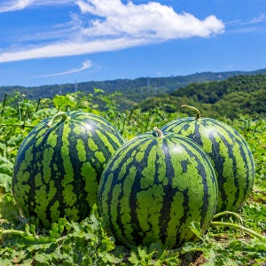 당도선별 고당도 수박 산지직송 4kg 5kg 6kg 7kg