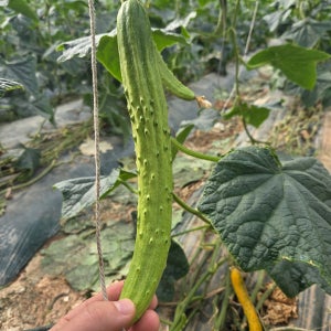 문경새재 오이 백다다기 흑침 특상품 5kg