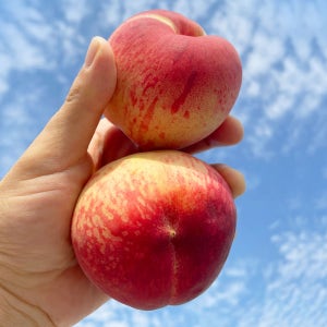 고당도 하우스 복숭아 백도 황도 딱딱이