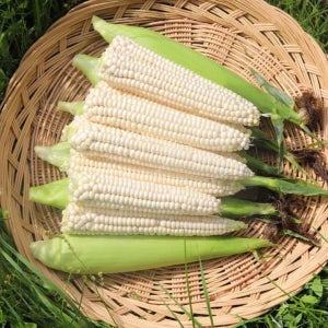햇 삶은 냉동 옥수수 괴산대학찰 찐 찰 200g, 30개