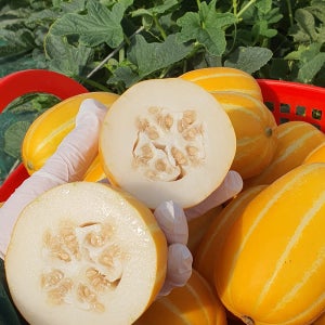 산지직송 성주 꿀 바나듐 참외 선물용 가정용 2kg