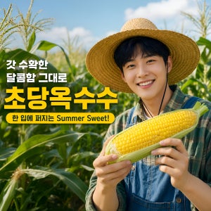초당옥수수 특품
