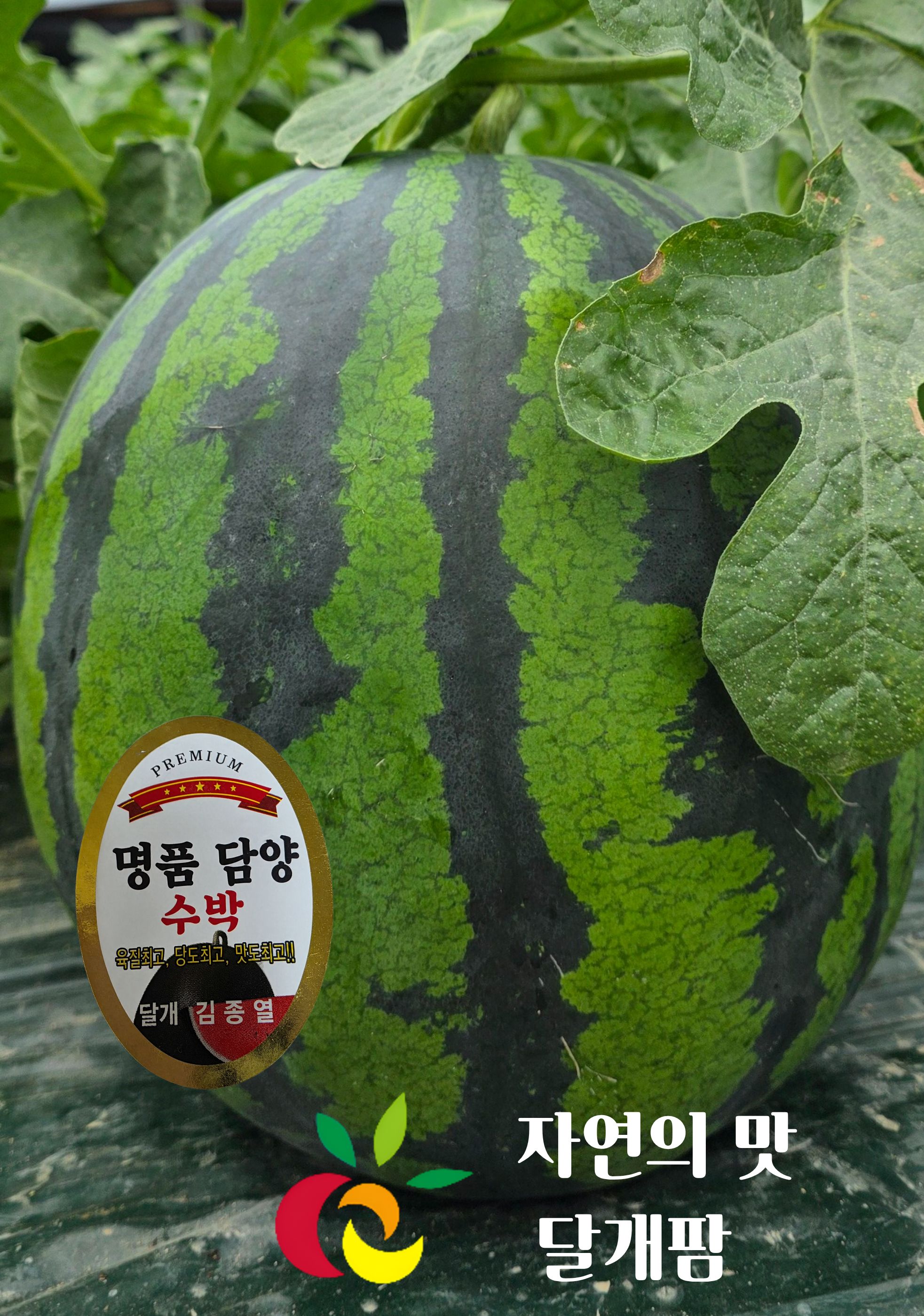 수박(11 brix 이상) 9kg 이상 (16,150원) (로켓프레시)