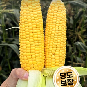[서후몰] 프리미엄 고당도 초당옥수수 산지직송