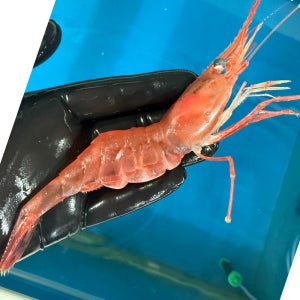 청정씨푸드 동해안 활 단새우 500g 손질 20p