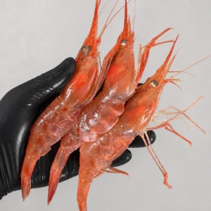 청정씨푸드 동해안 활 단새우 500g 손질 20p