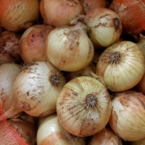 국내산햇양파 2kg,5kg,10kg(중)