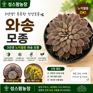 3년생 노지월동 와송모종 5개세트