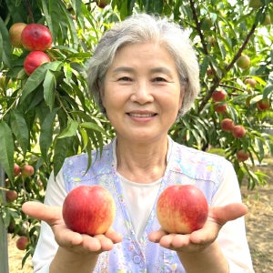 복숭아 신비복숭아 천도 말랑이 햇 황도 대극천 명도 백도 딱딱이 달콤한 고당도 제철