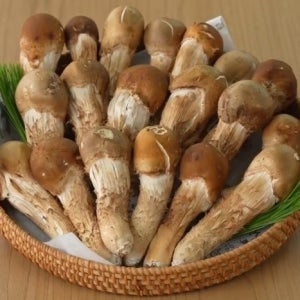 노가네 버섯농원 송이향 참송이버섯 국내산 1kg