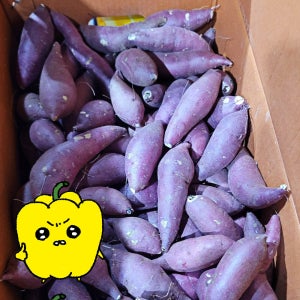 프레치 국산 영암 못난이 토울고구마 꿀고구마 베니하루카 세척 한입 긴중, 2kg, 1개