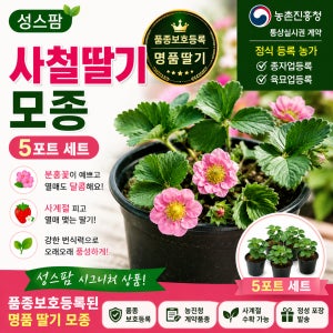 분홍꽃 사철딸기 모종 5포트 품종보호등록