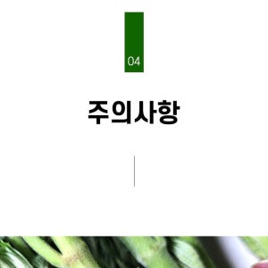 [제니네 제철과일] [JE] 산지발송 참 두릅 향긋한 봄나물