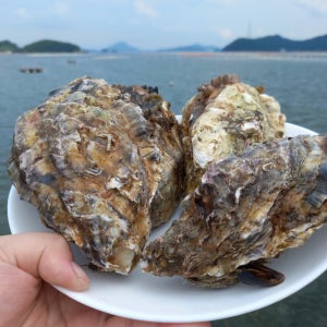 [제니네 제철과일] [SG] 산지발송 삼배체굴 시원 달콤