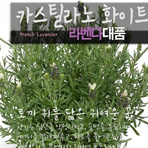 카스틸라노화이트 흰색 프렌치 라벤더 지름21cm 대품화분 좋은흙만 사용한 건강한식물